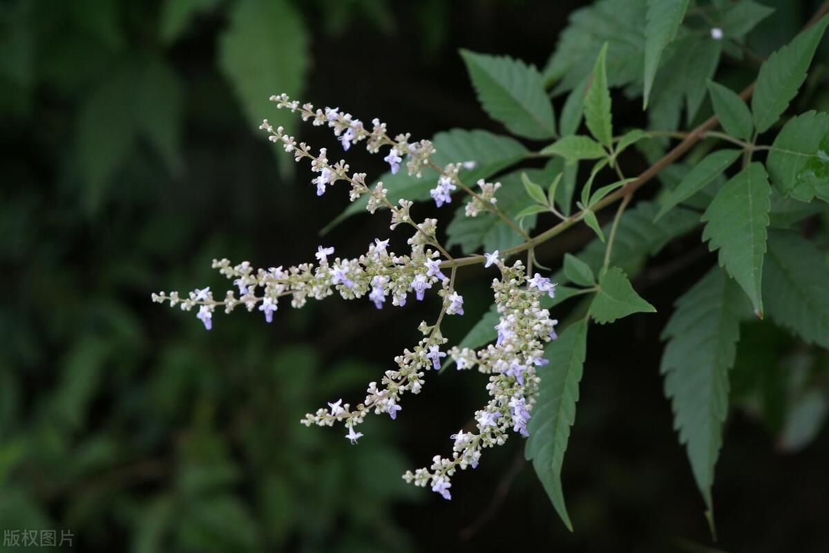 黄荆条是什么植物_黄荆条的功效与作用