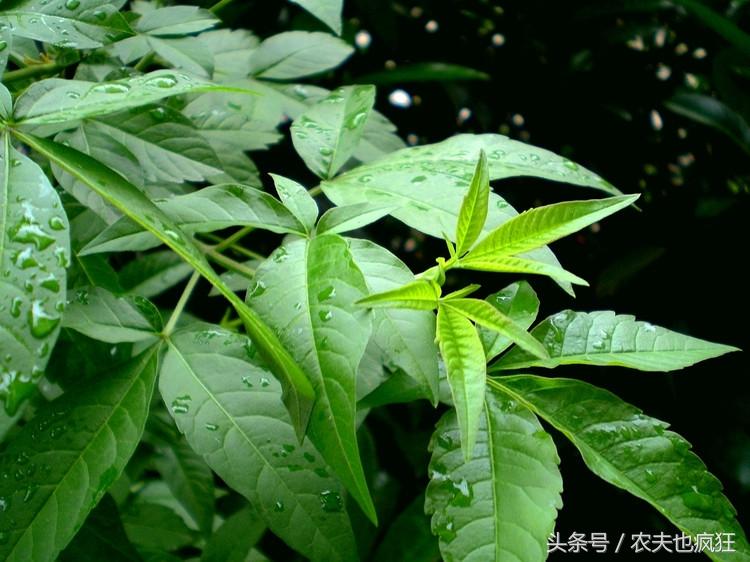 黄荆条能吃吗_黄荆条怎么吃