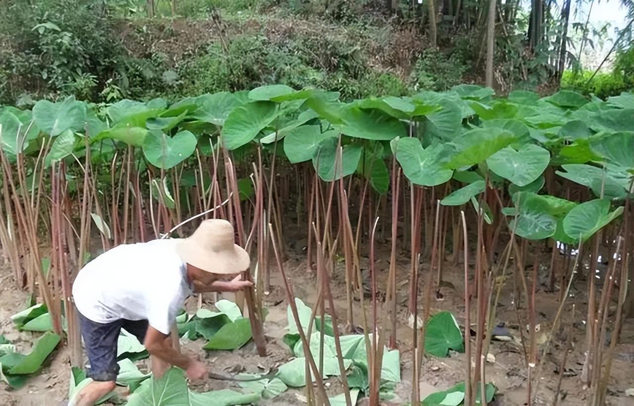 芋头梗怎样做才好吃_芋头梗的家常做法大全