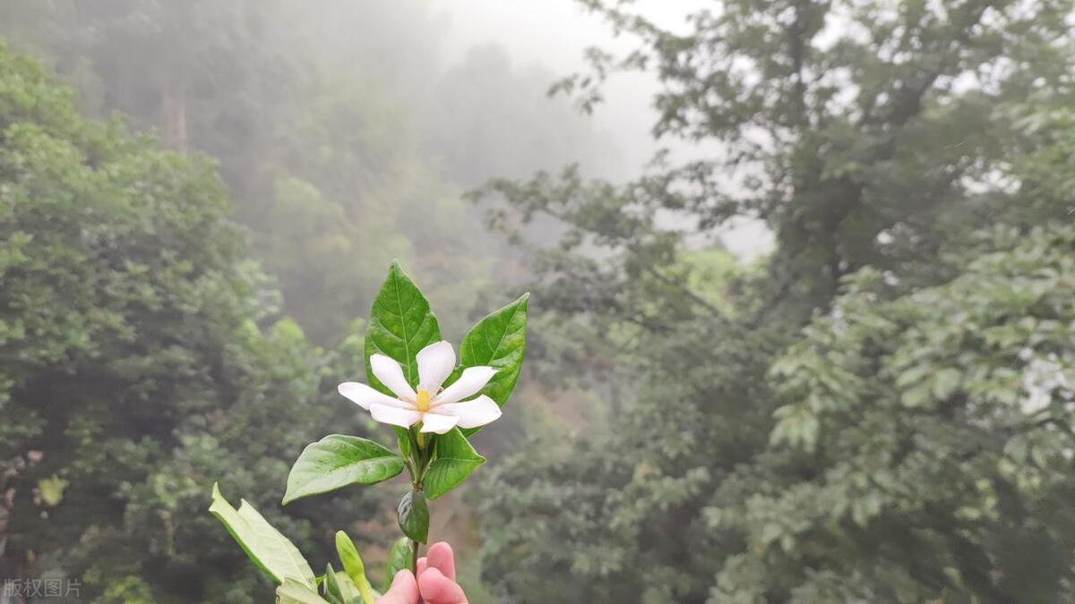 栀子花能吃吗_栀子花怎么做好吃