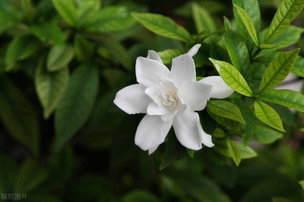 栀子花能吃吗_栀子花怎么做好吃