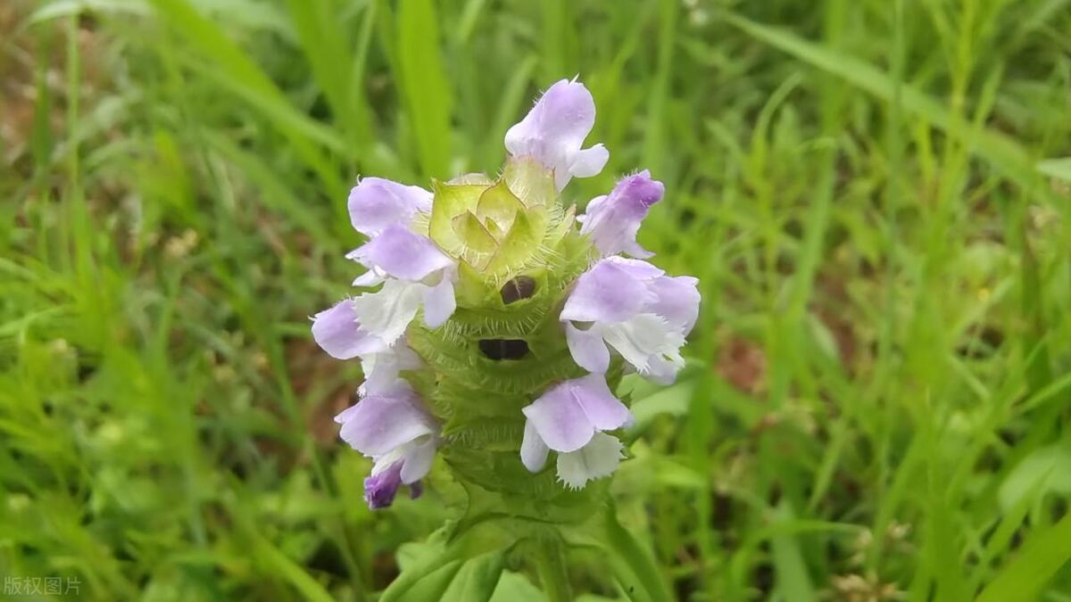 什么是夏枯草_夏枯草的功效和作用