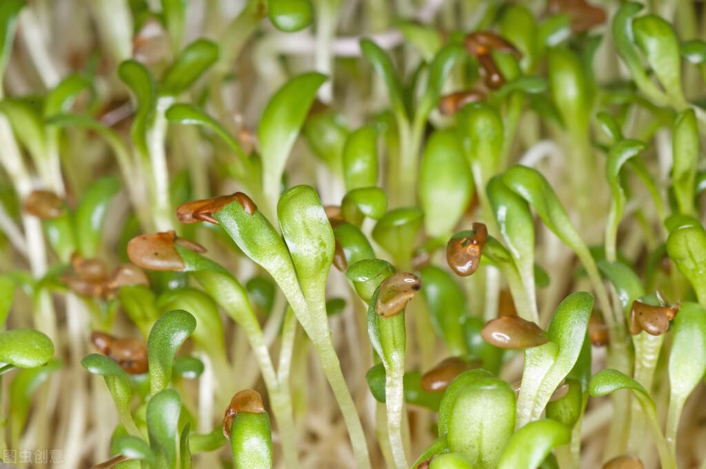 花生芽怎么种植_花生芽培育技术