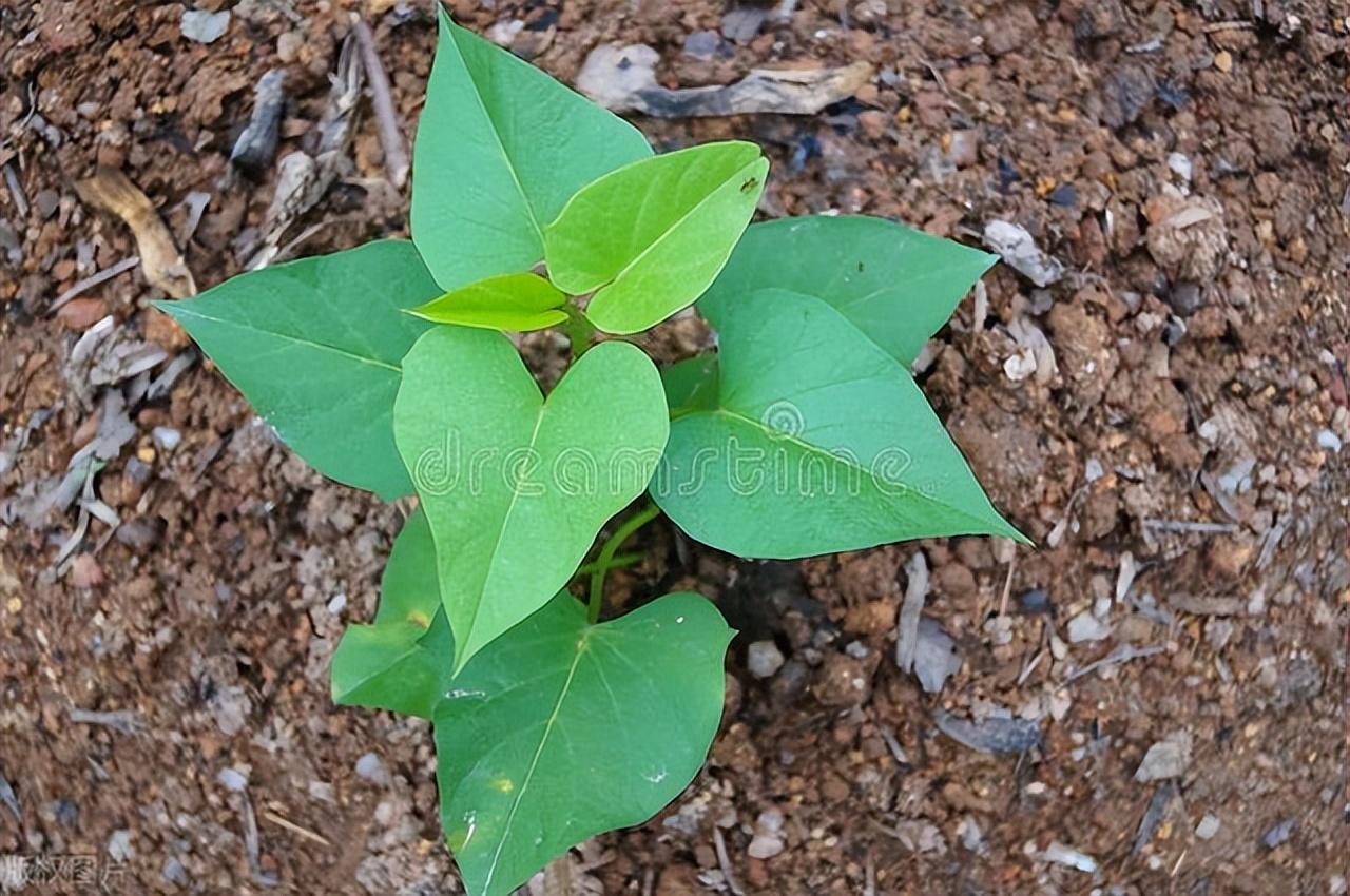 红薯怎么种高产_红薯的种植技巧和方法