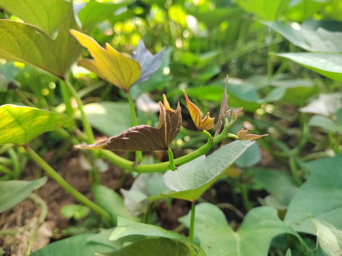 红薯怎么种高产_红薯的种植技巧和方法