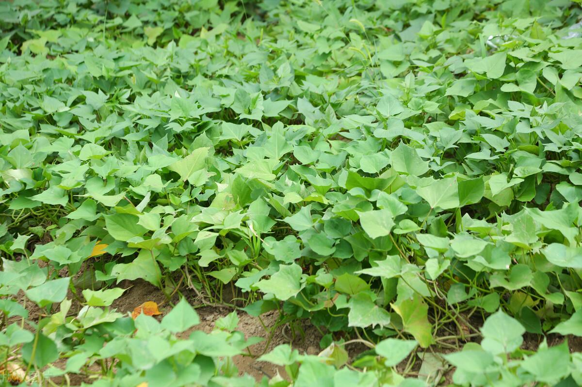 红薯怎么种高产_红薯的种植技巧和方法