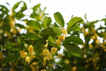 桂花树的果实可以吃吗_桂花树的果实有什么功效