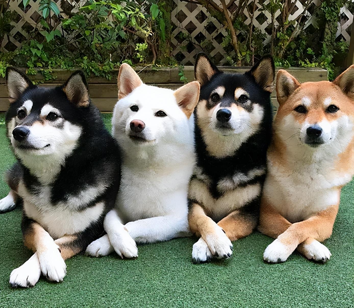 柴犬和秋田犬的区别在哪_柴犬和秋田犬一样吗