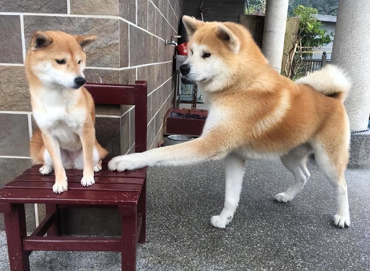 柴犬和秋田犬的区别在哪_柴犬和秋田犬一样吗