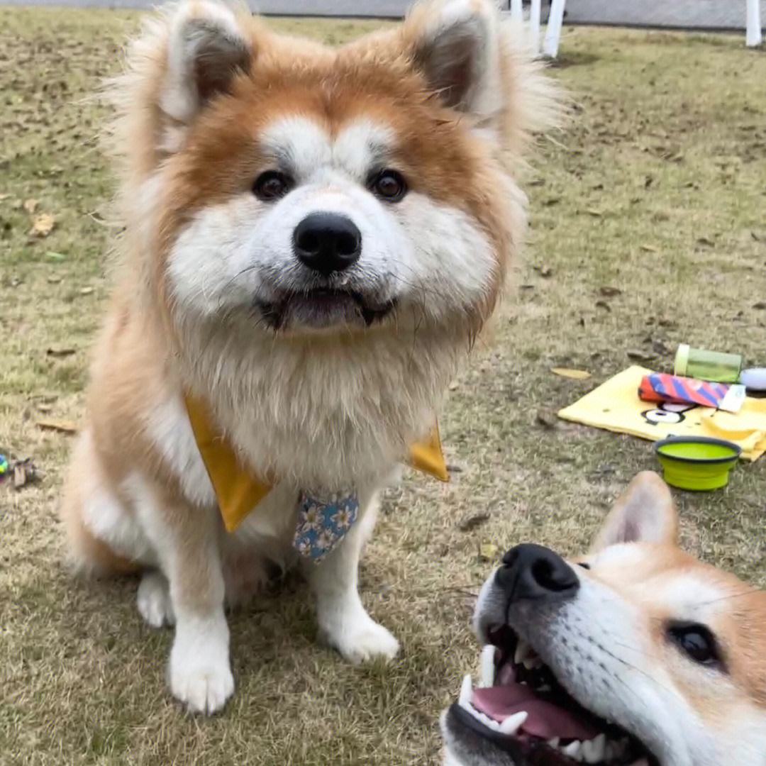 柴犬和秋田犬的区别在哪_柴犬和秋田犬一样吗