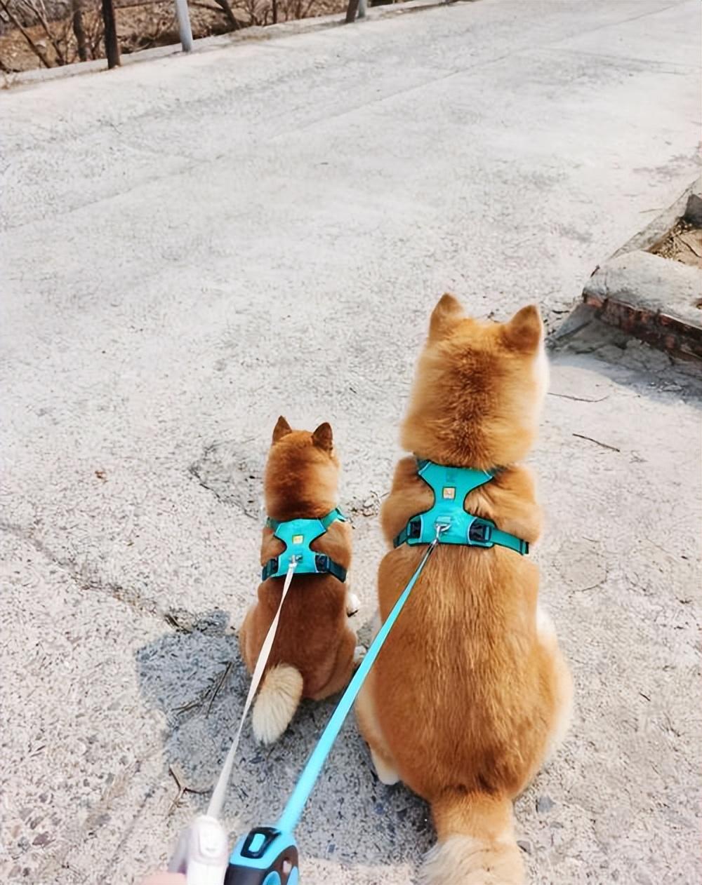 柴犬和秋田犬的区别在哪_柴犬和秋田犬一样吗