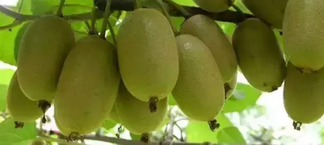 黄心猕猴桃有哪些品种_黄心猕猴桃品种排名
