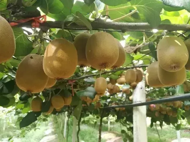 黄心猕猴桃有哪些品种_黄心猕猴桃品种排名