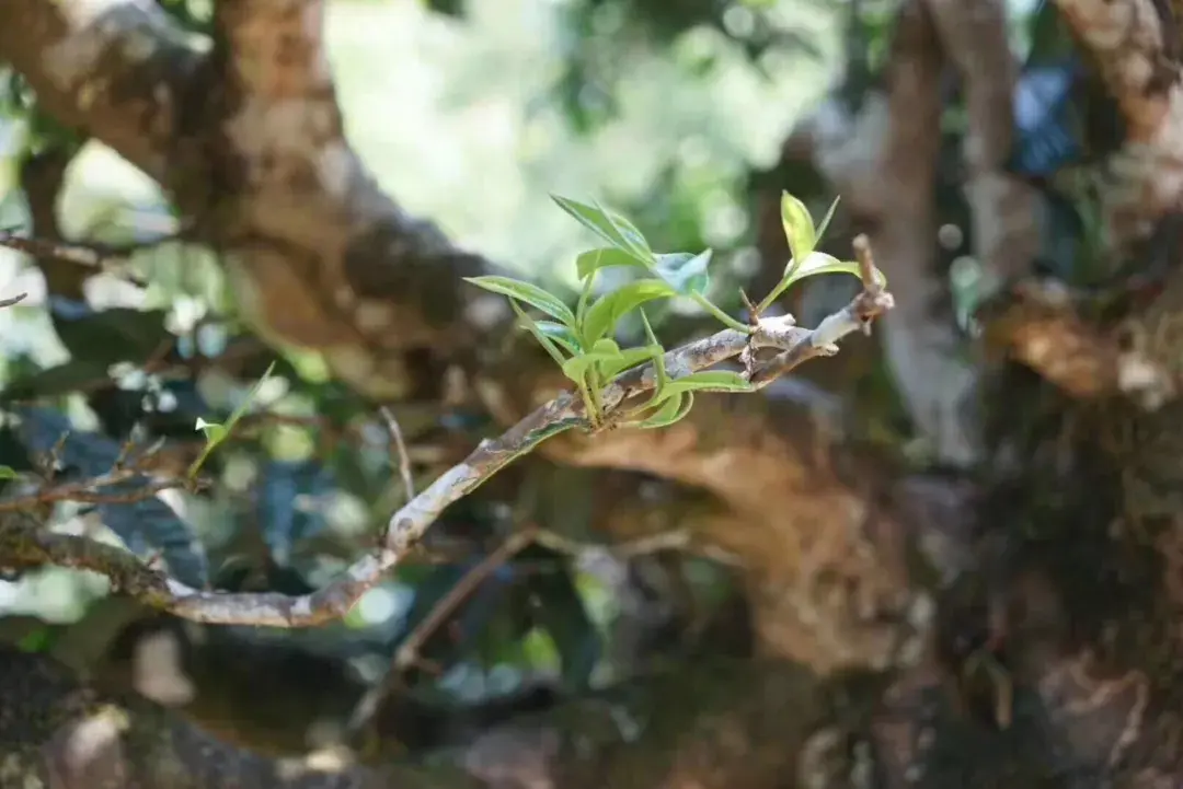 普洱茶为什么好喝_好的普洱茶口感