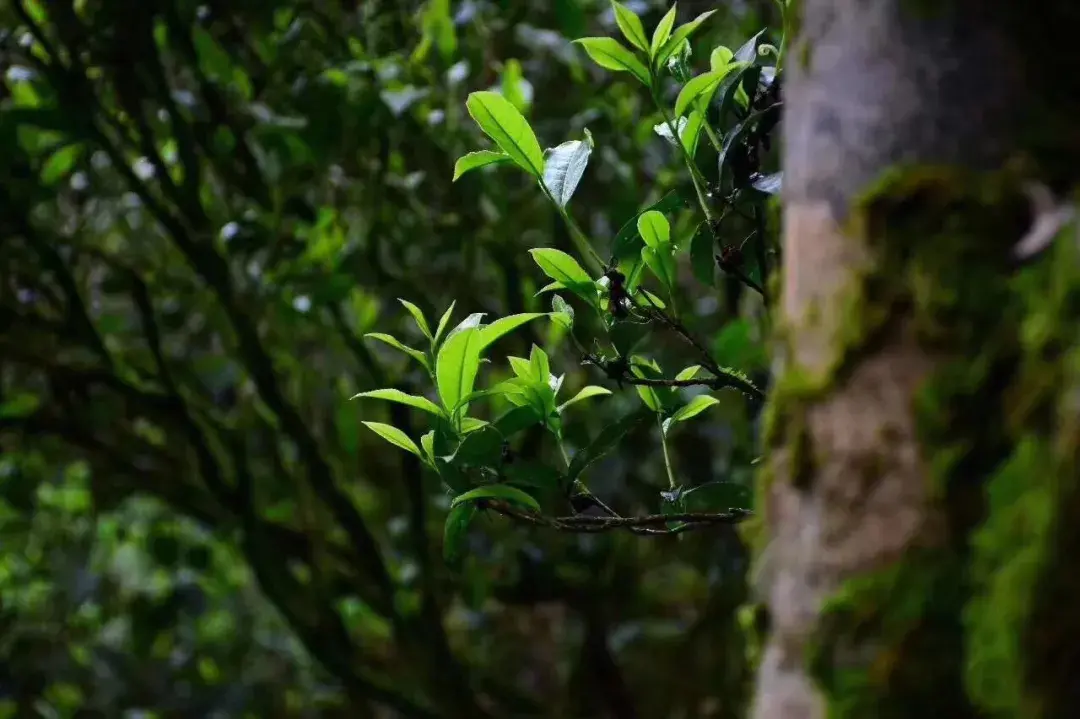 普洱茶为什么好喝_好的普洱茶口感