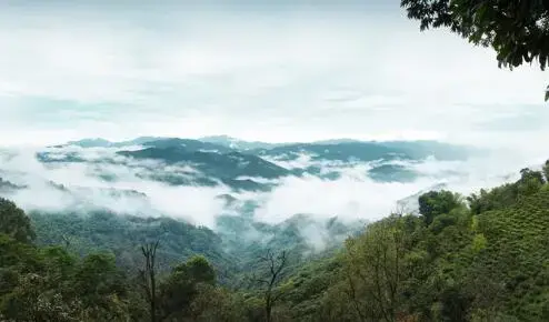 普洱茶为什么好喝_好的普洱茶口感