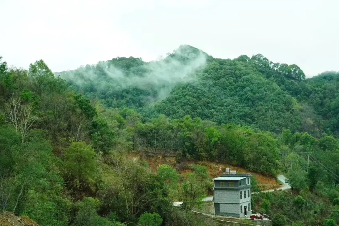 普洱茶为什么好喝_好的普洱茶口感