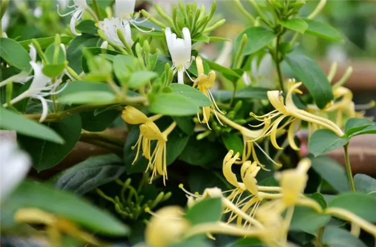 金银花怎么种植_金银花栽种时间和方法