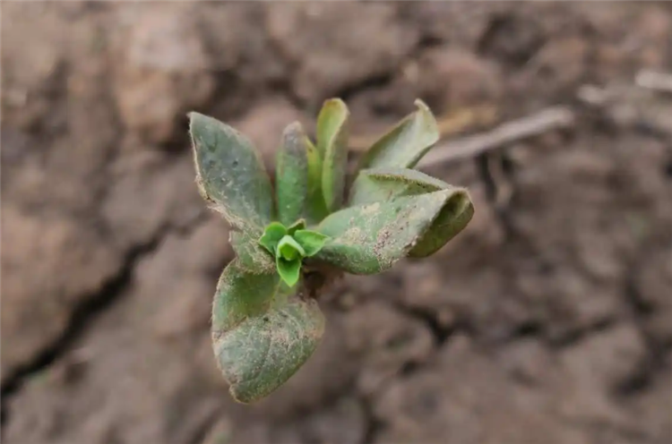 金银花怎么种植_金银花栽种时间和方法