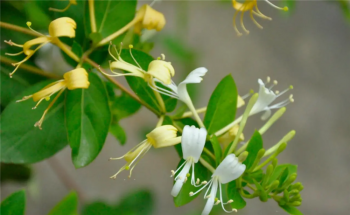 金银花怎么种植_金银花栽种时间和方法