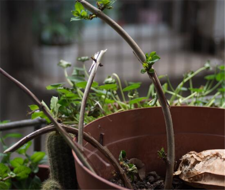 金银花怎么种植_金银花栽种时间和方法