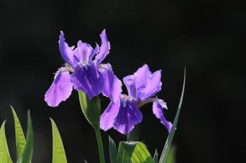 鸢尾花象征什么_鸢尾花的养护技巧