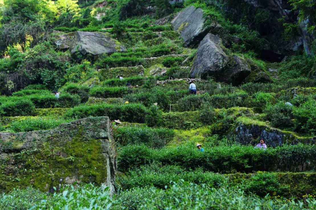 素心兰岩茶是什么品种_素心兰茶叶的特点