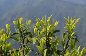 素心兰岩茶是什么品种_素心兰茶叶的特点