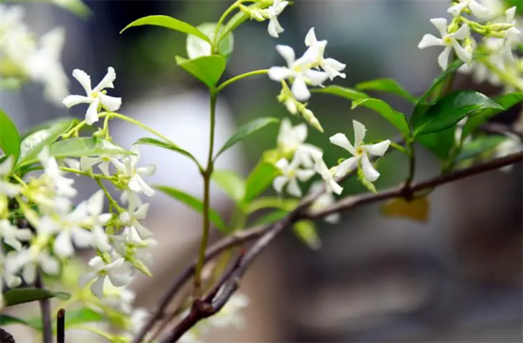 风车茉莉冬天怎么办_风车茉莉冬季养护