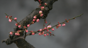 梅花的别称有哪些_梅花的高级叫法