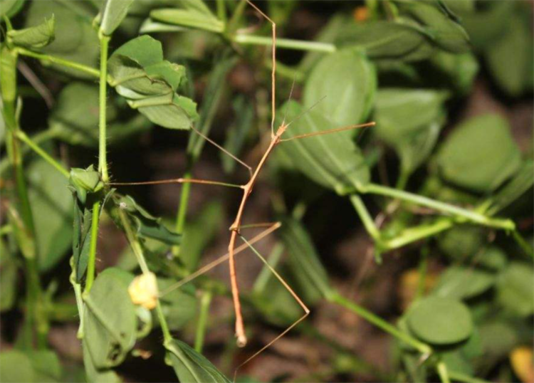 竹节虫是不是害虫_竹节虫是益虫还是害虫