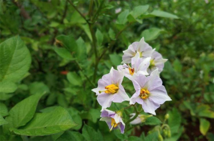 土豆开花多久结土豆_怎么判断土豆可以挖了