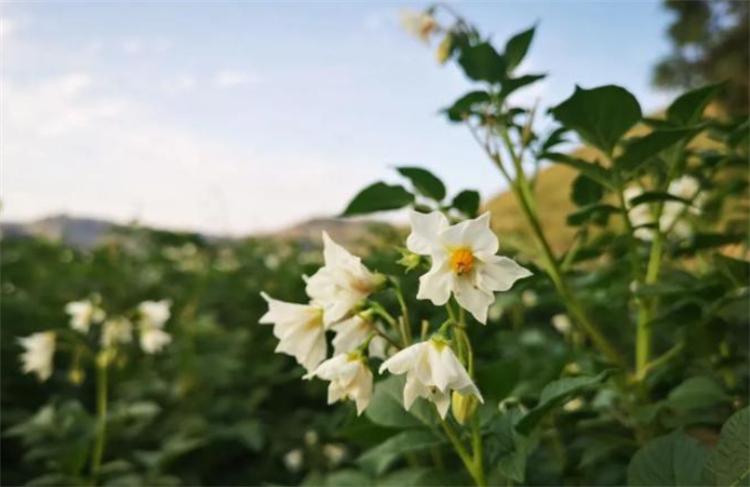 土豆开花多久结土豆_怎么判断土豆可以挖了