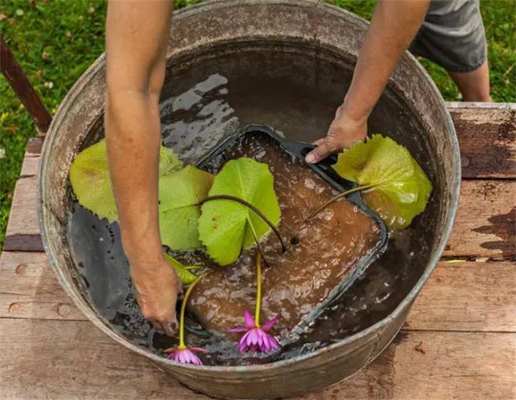 水缸里如何种植睡莲_睡莲的水缸养殖方法