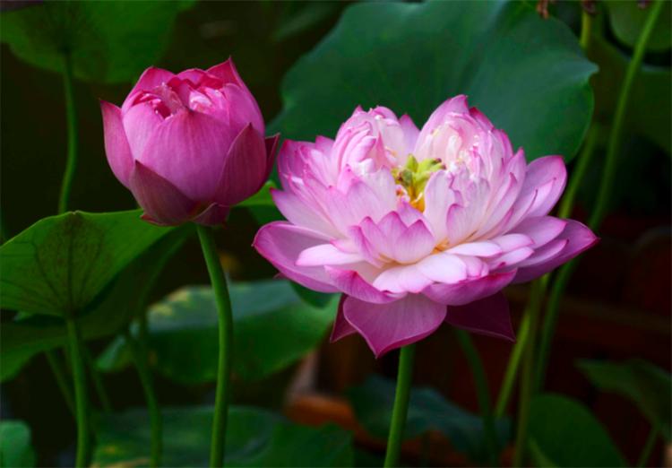 荷花和莲花是一种花吗_为什么荷花又叫莲花