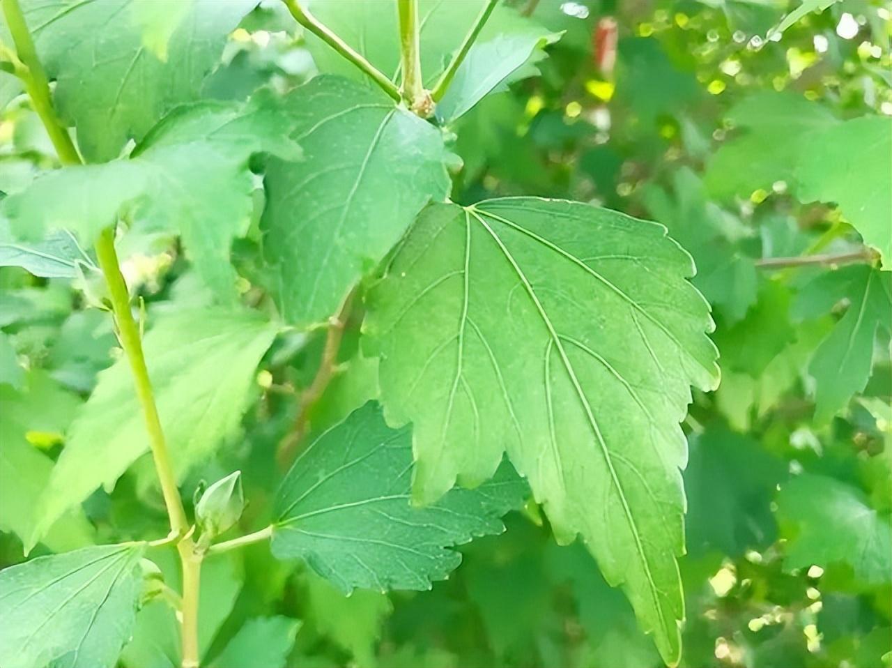 古人头发有多可怕_古代人的头发脏吗