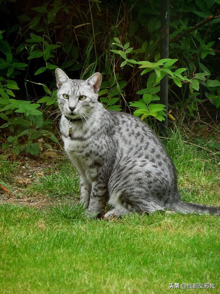 猫有哪几种品种_猫的种类大全