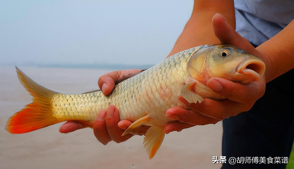 淡水鱼都有什么鱼_淡水鱼的种类