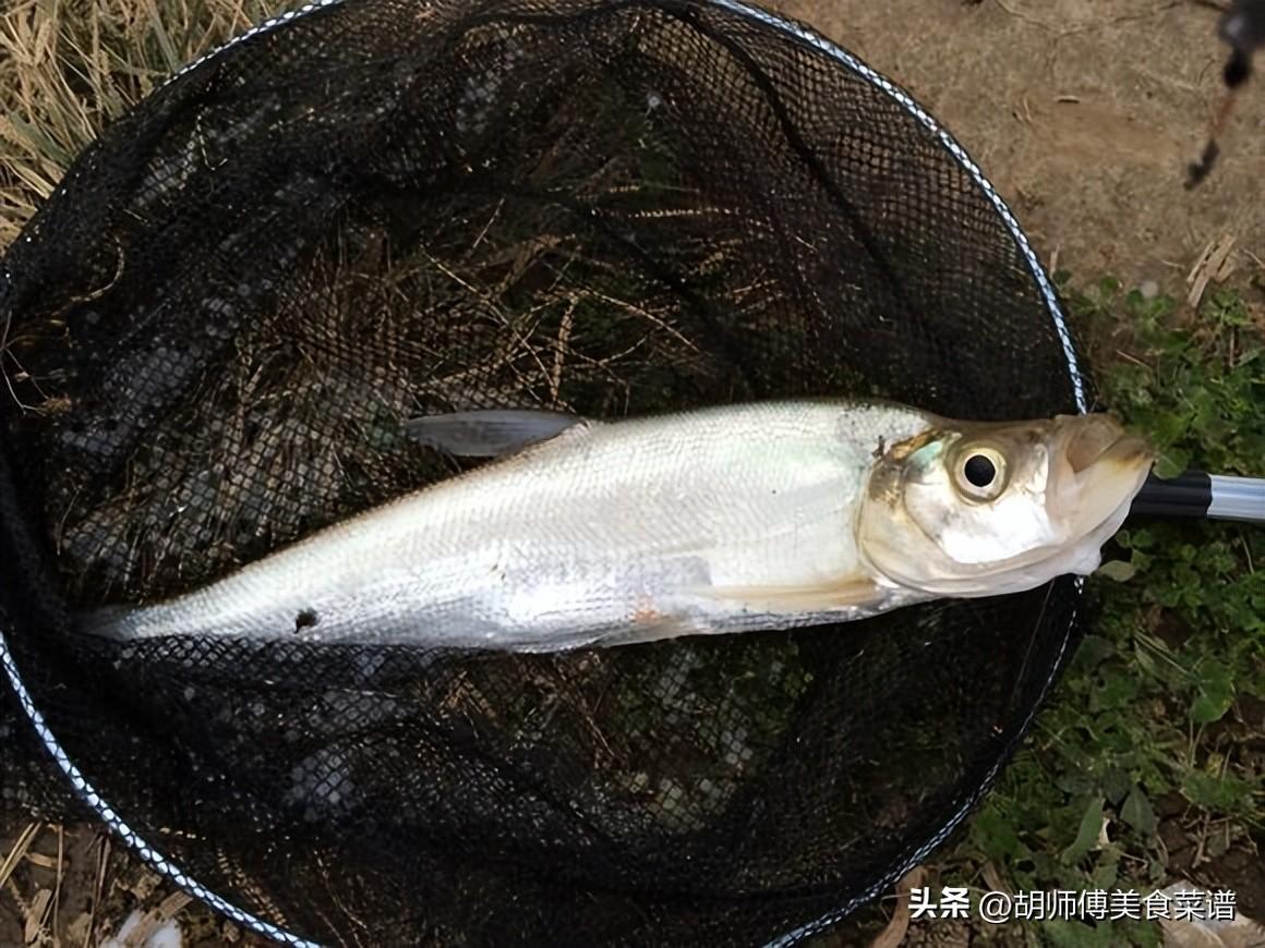 淡水鱼都有什么鱼_淡水鱼的种类