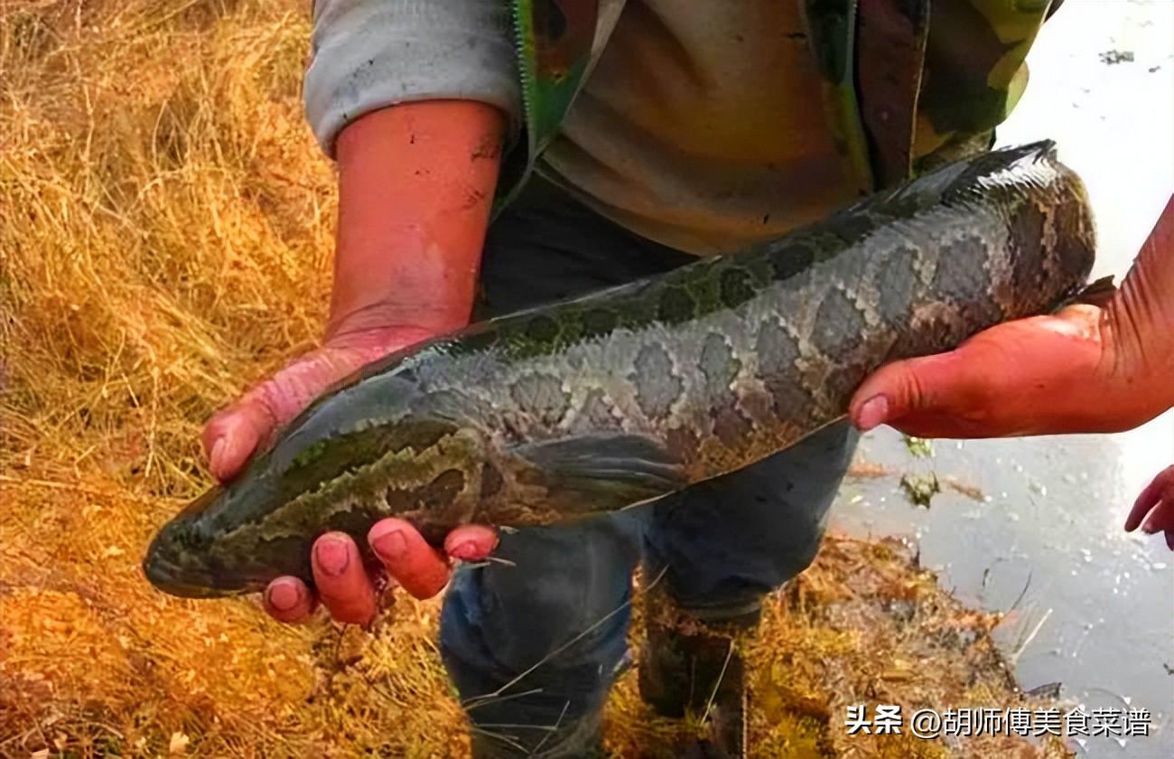 淡水鱼都有什么鱼_淡水鱼的种类