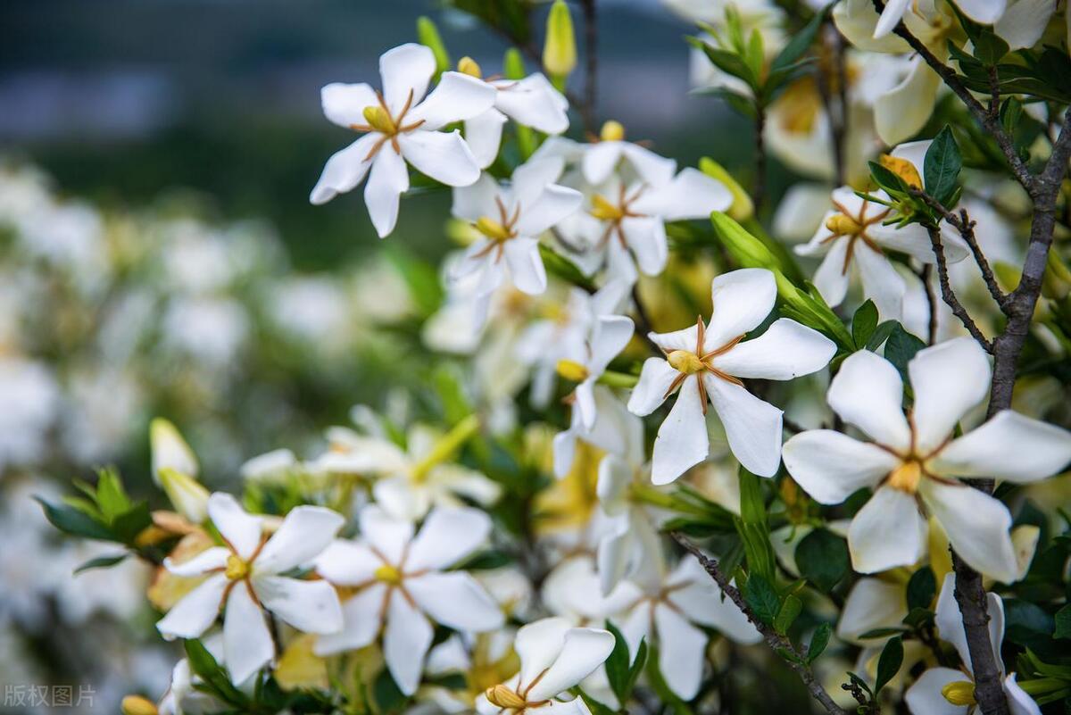 栀子花黄叶怎么办_栀子花黄叶什么原因