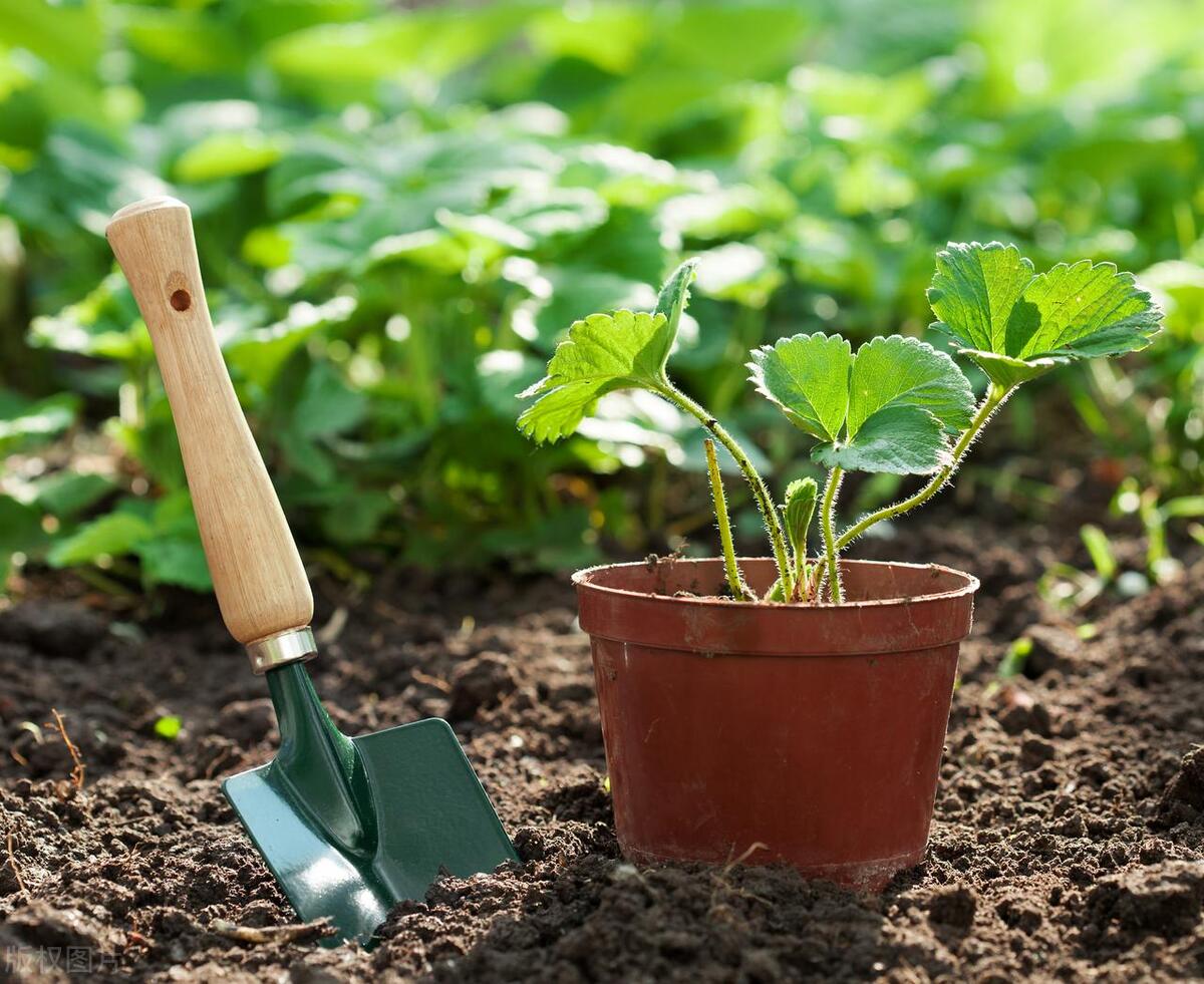 植物为什么夏天总是枯黄_植物枯黄怎么解决