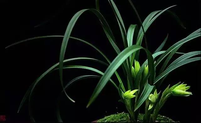 兰花什么时候开花_兰花怎么养护