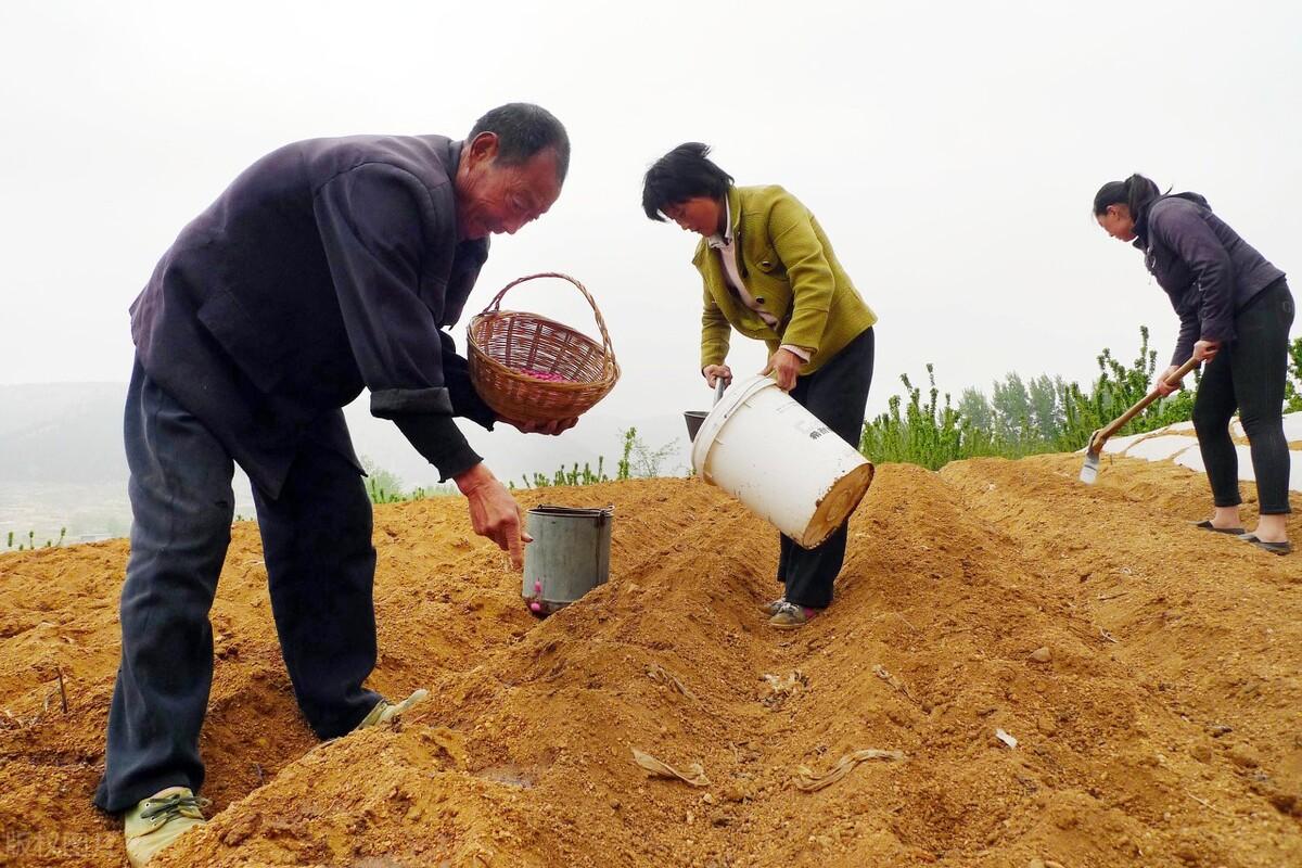 花生产量低怎么办_问题出在哪