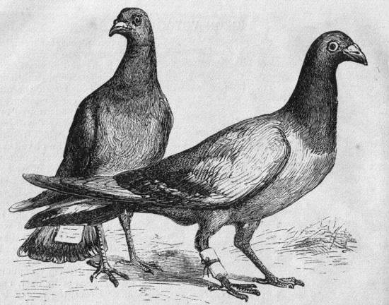 古代的飞鸽传书是真的吗，古人飞鸽传书是什么原理