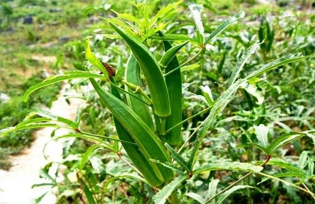 秋葵是怎么生长的，种植秋葵需要怎样的生长条件