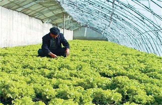 生菜怎么种怎么管理，生菜种植技术和管理方法