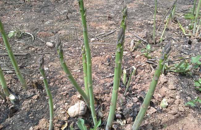 芦笋种植季节是什么时候，芦笋的种植与栽培技术