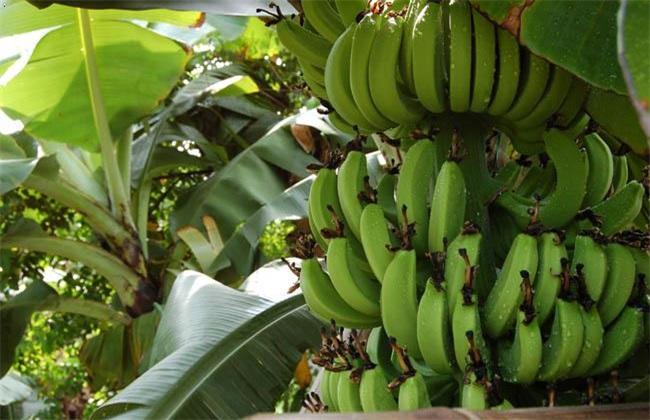 香蕉生长在什么地区，香蕉的生长环境和条件
