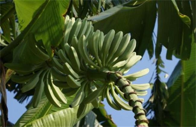 香蕉生长在什么地区，香蕉的生长环境和条件
